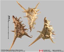 Image result for Acanthospermum