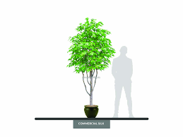 There are over 700 different species of eucalyptus and the flowers they produce have lots of nectar that attract a wide range of native bee species, including stingless bees and resin bees, as well as large. Sweet Gum Tree Outdoor Landscape Design Sweet Gum Tree Artificial Indoor Trees