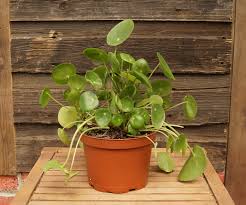 You can easily spot it indoors in houses, offices, cafes, shops, on your balcony or in a hanging basket gracious the people at that place. Chinese Money Plant Kiwi Nurseries Ltd
