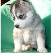 Siberian Husky Puppies Black And White With Blue Eyes Grey Siberian Husky Puppy With Blue Eyes Siberian Husky Puppy Husky Puppy Puppies With Blue Eyes