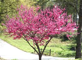 It starts out with pink. Redbud Home Garden Information Center