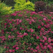 Another deciduous shrub commonly found in hedges is the rose of sharon. Flowering Hedges Fragrance Gardens To Add To Your Yard The Olympian