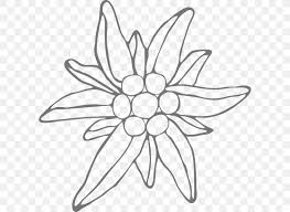 Drawing Edelweiss Floral Design Frosting Icing Flower Png 600x600px Drawing Artwork Black And White Cake A wide variety of edelweiss flower options are available to you drawing edelweiss floral design