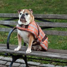 Actually her family was pretty supportive of it. Canine Styles Plaid Horse Blanket Dog Coat Orange At Glamour Mutt