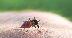Wabak penyakit anjing gila sarawak ialah wabak penyakit anjing gila yang berterusan di negeri sarawak, malaysia. Usah Pandang Remeh Malaria