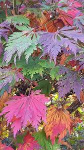 Acer saccharum — id 767 symbol key acsa3 common name sugar maple family aceraceae category dicot division magnoliophyta us nativity native to u.s. Japanese Acer Palmatum Japonicum Aconitifolium Tree For Sale Uk To Buy London Uk Acer Palmatum Jardin Japones Plantas