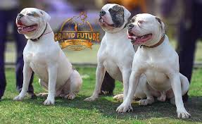 Our kennel is known for producing american bulldog puppies for sale that represent our core breeding values. Champion American Bulldog Puppies Grand Future Kennel