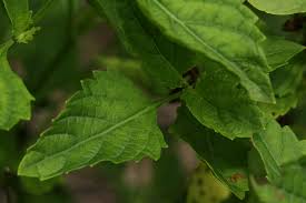 Image result for Orthosiphon thymiflorus