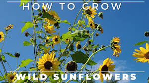 The bush daisy looks a lot like small sunflowers. Wild Sunflowers 101 What Why And How To Grow Growit Buildit