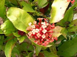 Image result for Rubiaceae