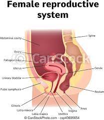 Learn now at kenhub their anatomy! Female Internal Genital Organs Sectional Structure Of The Female Reproductive System Canstock