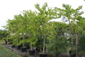 Image result for Cananga