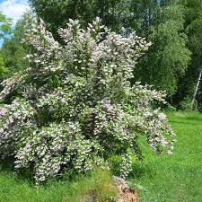 Image result for Deutzia hybrida Pink Pompon