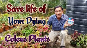 It does not do well in hot, dry weather. How I Saved My Dying Coleus From Bacterial Wilting Disease Youtube