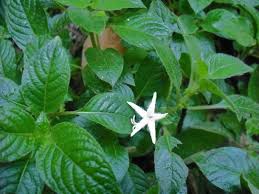 Image result for Sabicea