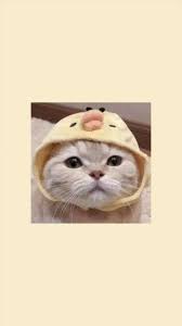  Duck Seni Kucing Anak Kucing Lucu Kucing Bayi