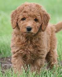 Miniature Goldendoodle Puppies Goldendoodle Puppy Cute Dogs Goldendoodle