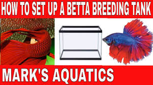 Pin On Breeding Neon S