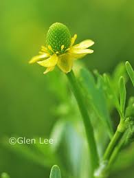 Image result for Ranunculus sceleratus