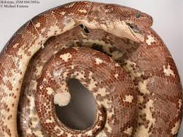 Image result for Salacia madagascariensis