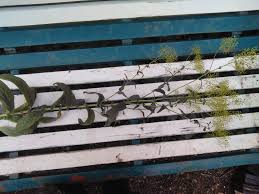 Image result for Xerophyta equisetoides