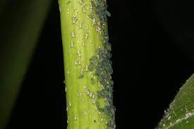 I tried this last year and worms ended up eating them up. Cla Corn Crop Pests Insect Information Extension Entomology Kansas State University