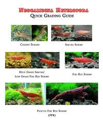 Red Cherry Shrimp Grading Chart Aquarium Creation