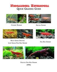 red cherry shrimp grading chart aquarium creation