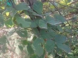 Image result for Mucuna poggei