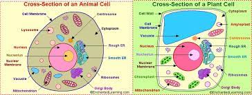 Label the parts of the animal cell. A Tale Of Two Cells Pacalibrary