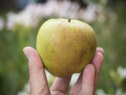 Zwei äußerst praktische helfer, um äpfel zu ernten, sind spezielle apfelpflücker mit teleskopstiel. Die Ersten Apfel Werden Reif Friedrichs Gartenjahr Aussaen Pflanzen Giessen Und Geniessen