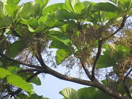 Image result for Sterculia