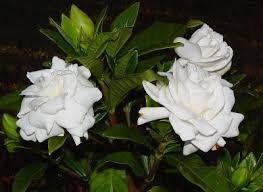 Check spelling or type a new query. Gardenia Jasmine Penjagaan Rumah Gardenia Melati Dalaman Penjagaan Rumah Foto
