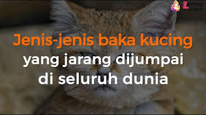 Kucing bisa terkena penyakit cacingan atau memiliki parasit cacing pada saluran penceranaanya. Jenis Jenis Baka Kucing Yang Jarang Dijumpai Di Seluruh Dunia Youtube