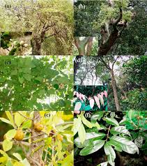 Image result for Burseraceae