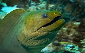 Most predatory fish species use negative pressure to swallow prey, but the moray eel cannot create negative pressure since its head is too narrow. Green Moray Eel Oceana
