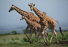 Giraffe Family Walking Giraffe Giraffe Family Animal Atlas