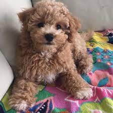 Cute Me Poochon Puppy Puppiesofinstagram Cute Bichonpoo Dog Dogsofinstagram Dogs Apricot Smile Love Florid Poochon Puppies Poochon Dog Cute Animals