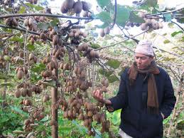 Remove the kiwi plant from its container and plant it in the center of the container. Guranse Farmers Earn Good Income Growing Kiwi