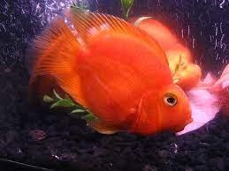 The red parrot is generally peaceful with other fish of similar size, but can be timid or bullied by other cichlids. Are Blood Parrot Fish Aggressive The Pet Supply Guy