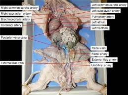 Drains the lesser curvature of the stomach. 11 Pig Dissection Ideas Pig Dissection Dissection Pig