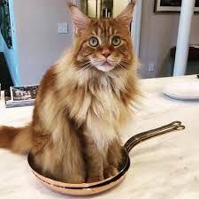 Nacho Flay On Instagram I Only Cook With Copper These Are My Personal Pans In Case You Were Wondering Nachos Instagram Cooking