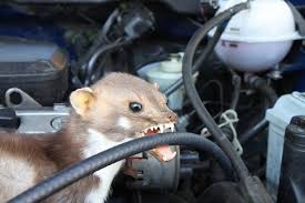 Steenmarters zijn ongeveer zo groot als een kat en hebben een grote witte vlek op hun keel en voorpoten. Hondenhaar Kippengaas En In Een Gieter Plassen Zo Houd Je Marters Weg Bij Je Auto Auto Ad Nl