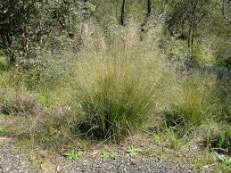 Image result for Eragrostis curvula