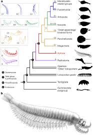 Check out amazing euarthropoda artwork on deviantart. An Early Cambrian Euarthropod With Radiodont Like Raptorial Appendages Nature