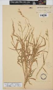 Image result for Eriochloa fatmensis
