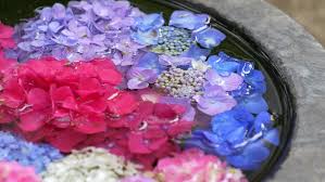 If you do have hydrangeas that have wilted, as soon as possible, do this to renew their lease on life: Hydrangea Flower Petals Floating In Stock Footage Video 100 Royalty Free 28080928 Shutterstock