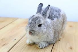 Care Of Netherland Dwarf Rabbits Lovetoknow