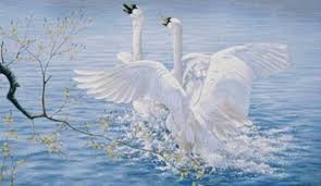 лебеди стадом летели из холодной стороны в тёплые земли Moj Sajt