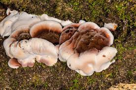 Image result for Ischnoderma resinosum